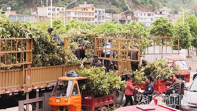 关岭：免费发放16万株枇杷苗，推动助力乡村振兴1.jpg