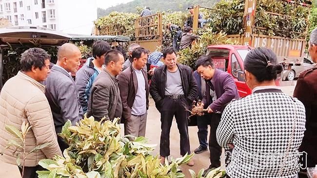 关岭：免费发放16万株枇杷苗，推动助力乡村振兴2.jpg