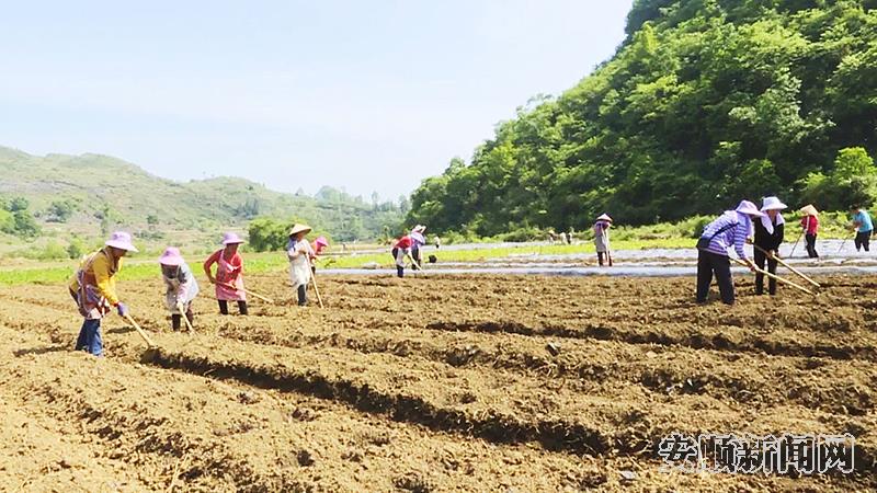 关岭宜所坝区：抢抓农时种蔬菜1.jpg