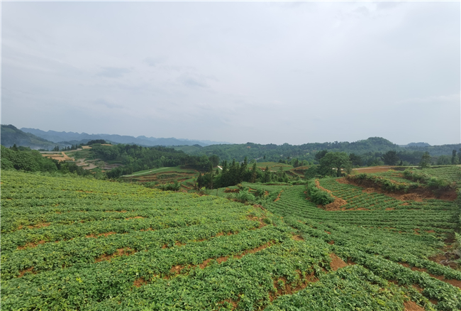 新山村太子参种植基地2.jpg