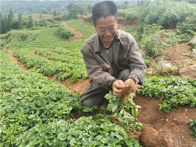 种植户韦国礼与他种植的太子参.jpg