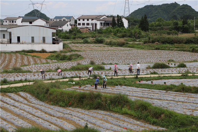 花恰村辣椒种植现场.jpg