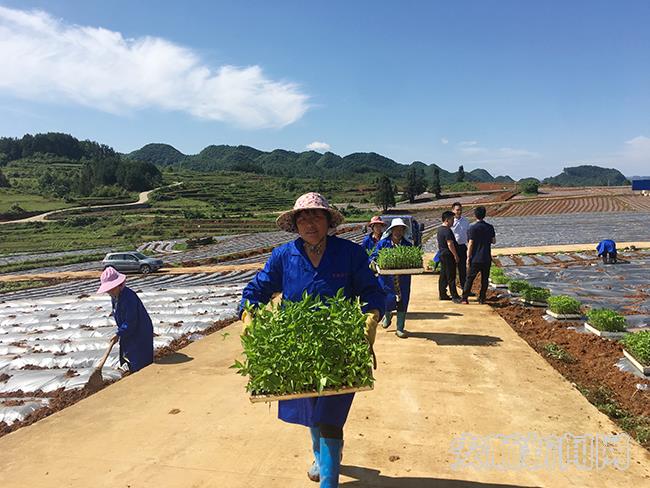 顺河种植示范点村民们正在种植辣椒.jpg
