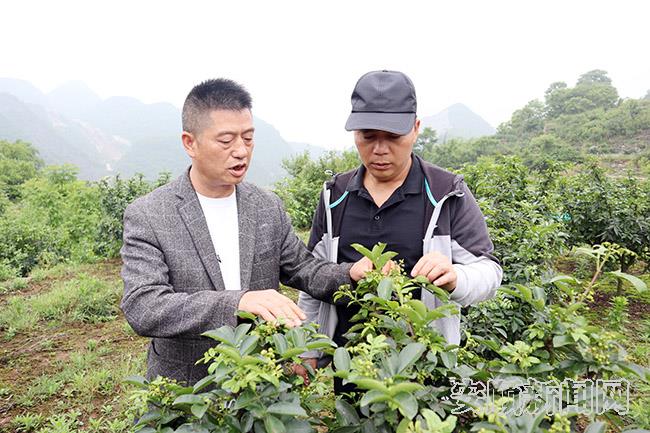 高寨村村支书邹宝元（左一）正在查看花椒生长情况.jpg