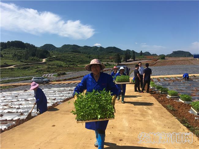 顺河种植示范点村民们正在种植辣椒.jpg