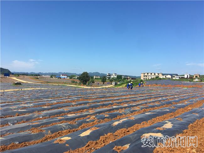 顺河种植示范点.jpg