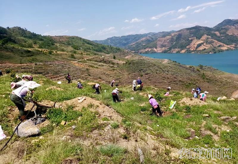 当地农户正在芒果基地务工.jpg