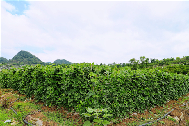元林村蔬菜基地种植的无筋豆.jpg