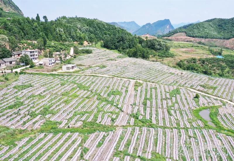 弄染村瓜蒌种植区域。潘军翔摄影.jpg