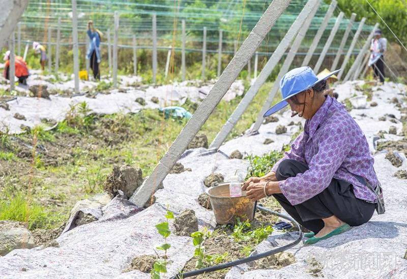 弄染村村民在管护瓜蒌生长。潘军翔摄影.jpg