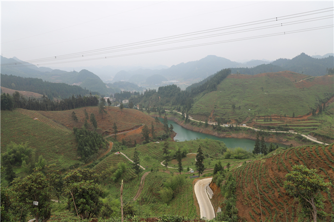 昔日荒山变茶山.jpg