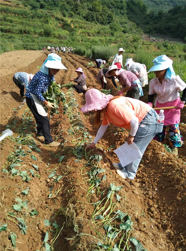 幸福园村村民种红芯红薯.jpg