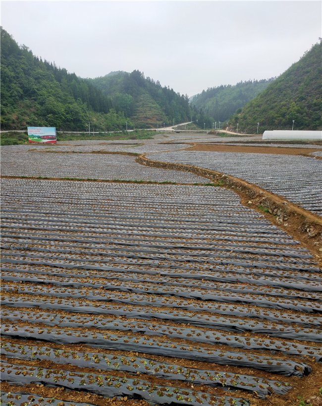 山京村的蔬菜种植基地.jpg