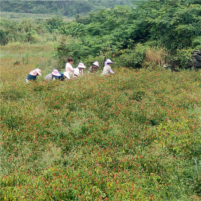 山京村的辣椒种植基地.jpg