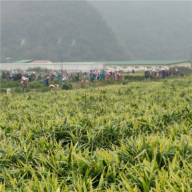 山京村的生姜种植基地.jpg