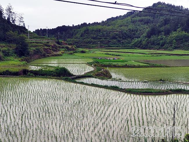 平塘村田园风光.jpg