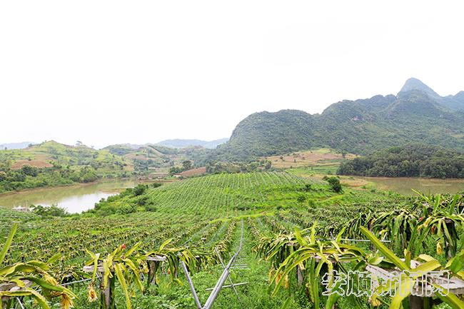 关岭乐安村火龙果基地2.jpg