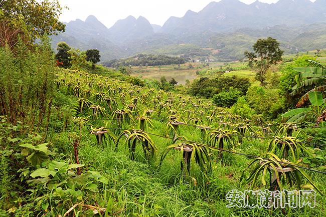 关岭乐安村火龙果基地.jpg