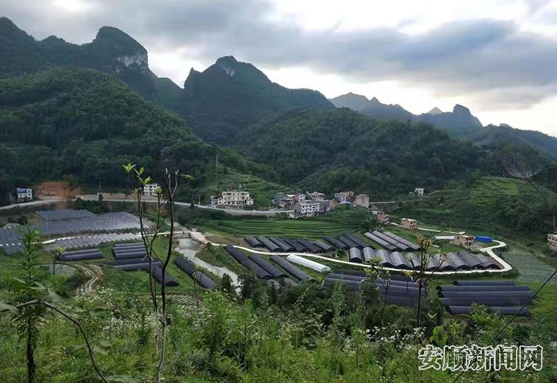 食用菌种植基地。阮文乔 摄.jpg