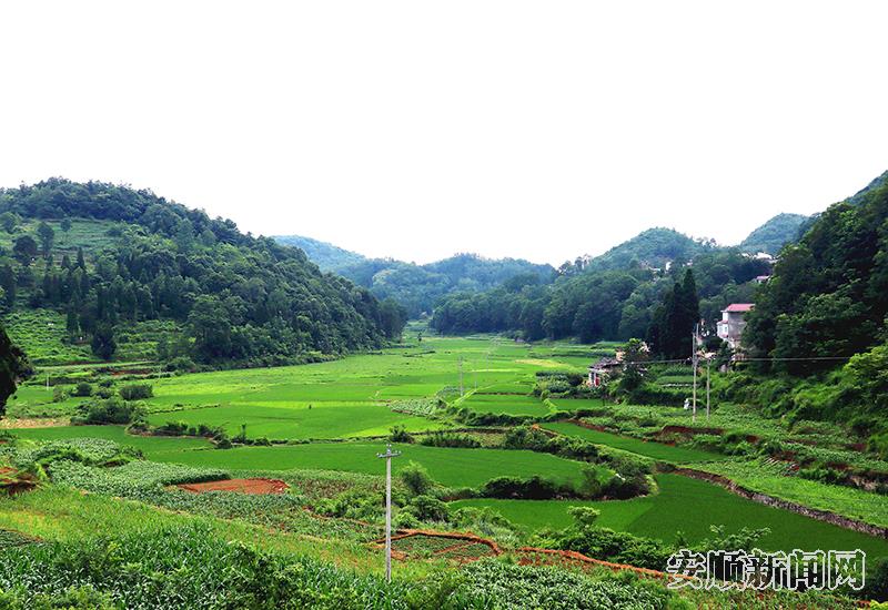 苍松翠柏与成片的秧田形成一幅美丽的夏日画卷.jpg