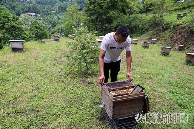 大营镇三合村林下蜂养殖点.jpg