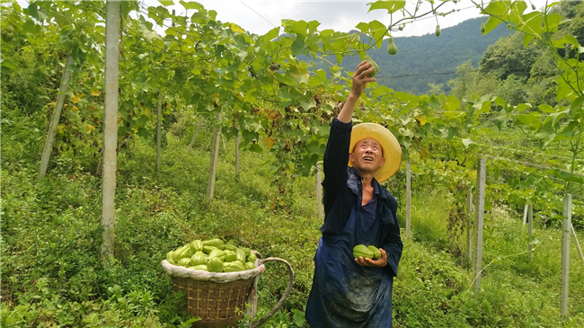 村民采摘佛手瓜.jpg