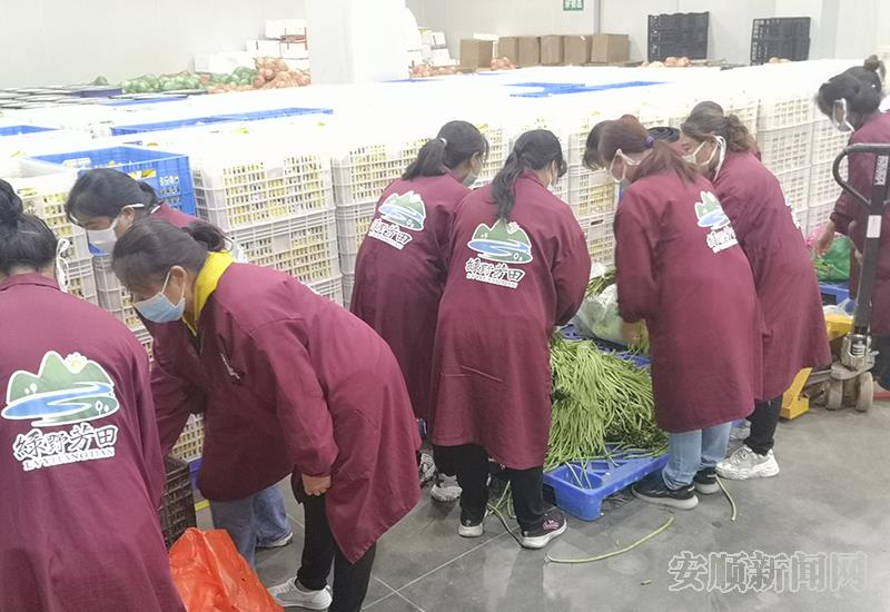 分拣蔬菜.jpg