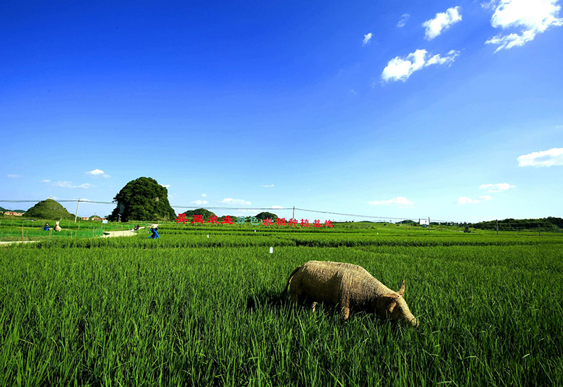 平坝区白云镇昊禹米业种植基地.jpg