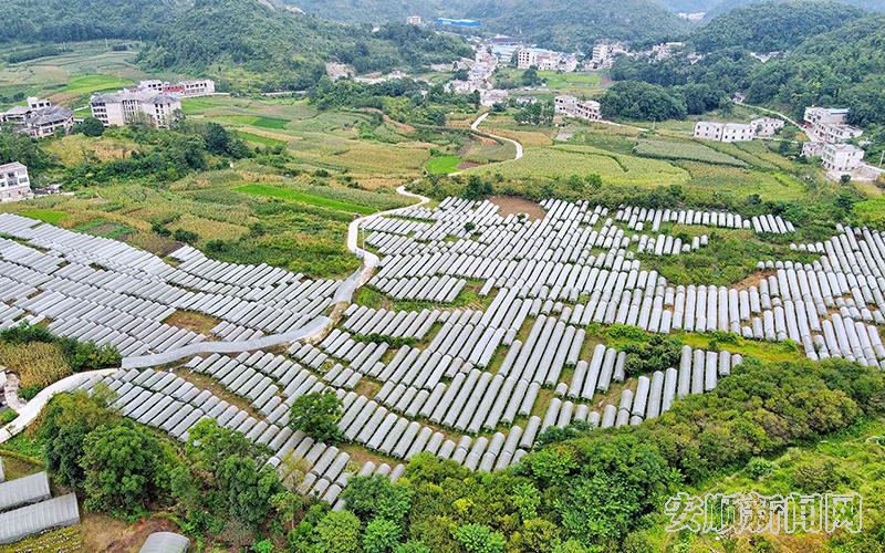 航拍关岭高坡村百亩紫王葡萄园2.jpg
