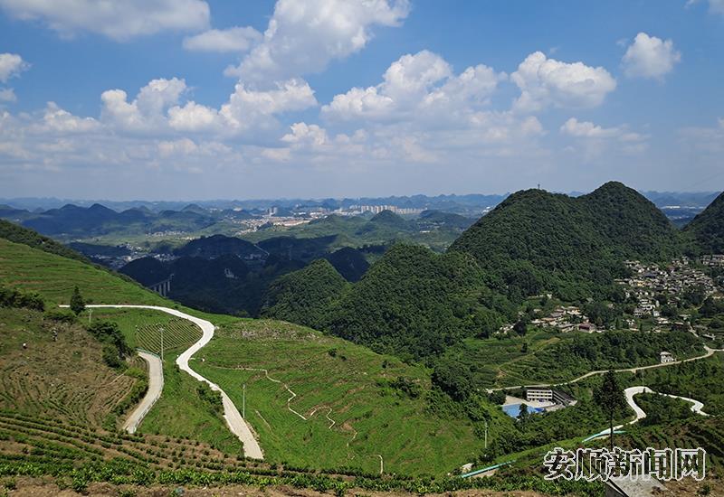 乡村茶产业发展旺.jpg