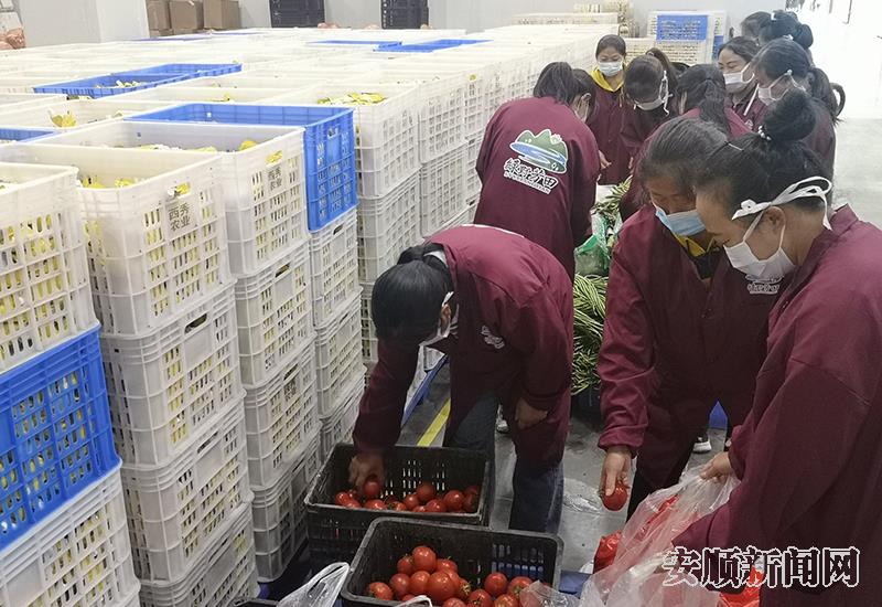 分拣蔬菜1.jpg