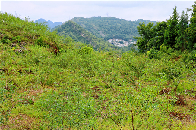 关岭百合街道红星村花椒种植基地2.jpg