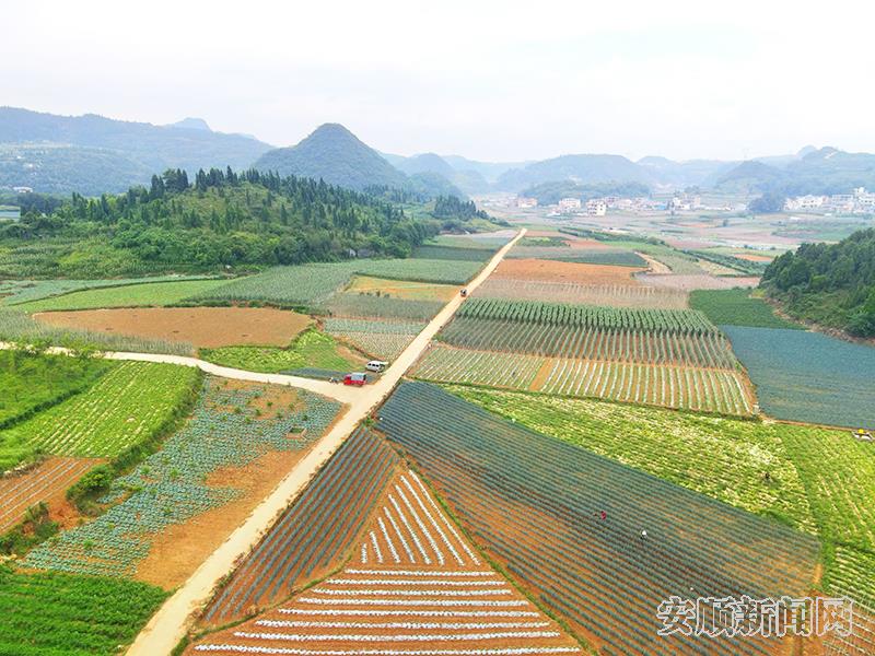 天龙镇高标准蔬菜园区.jpg