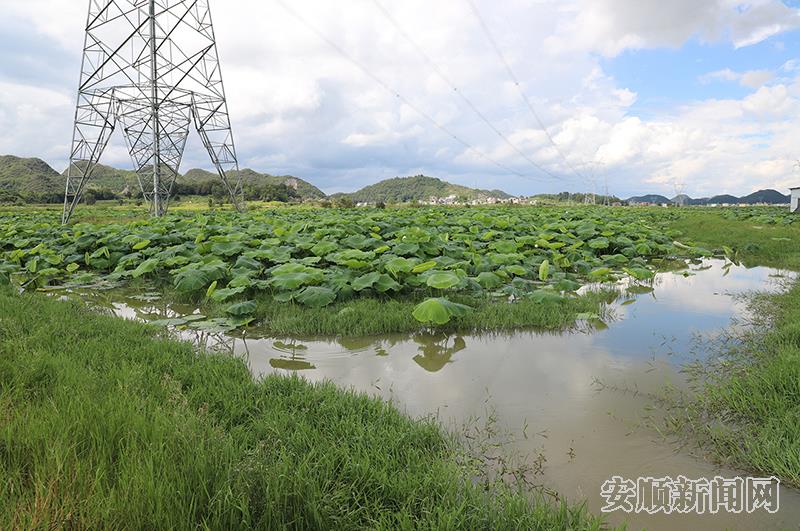 荷塘景色宜人.jpg