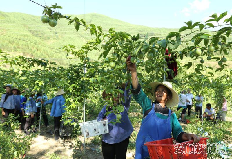 镇宁自治县简嘎乡百香果基地里，农户正在采摘果子 周庆子摄.jpg