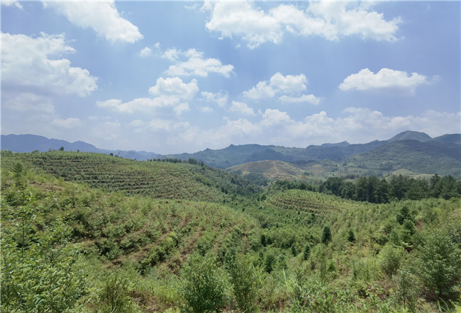 山苍子示范种植基地.jpg