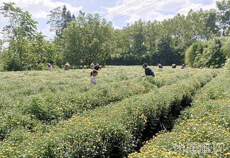 星星点点绽放的杭白菊.jpg