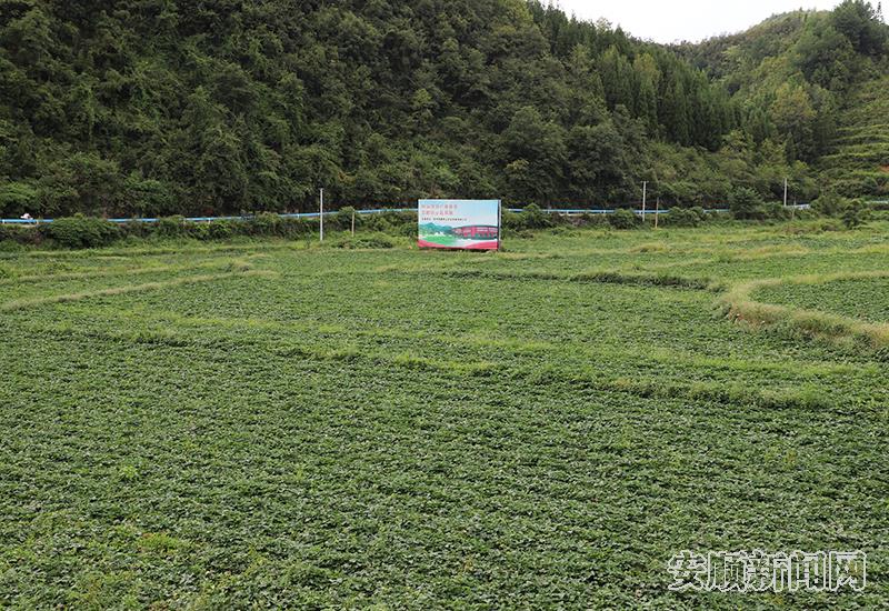红薯种植基地.jpg