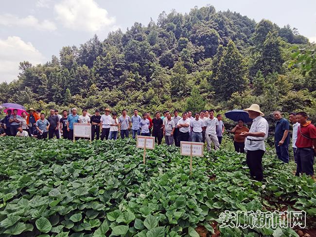 县农业农村局农技人员为科技示范户培训红薯种植.jpg