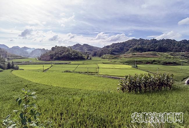 格凸河镇猫场坝区种植的水稻.jpg