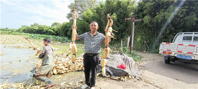 新鲜莲藕走俏市场，柏永芳喜不自胜.jpg