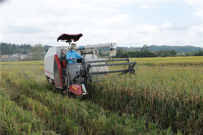 在旧州镇邢江村水稻田里，一台现代水稻收割机正在作业。.jpg