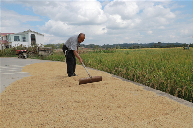 在在旧州镇邢江村，一名农民正在阳光下晒稻谷。.jpg