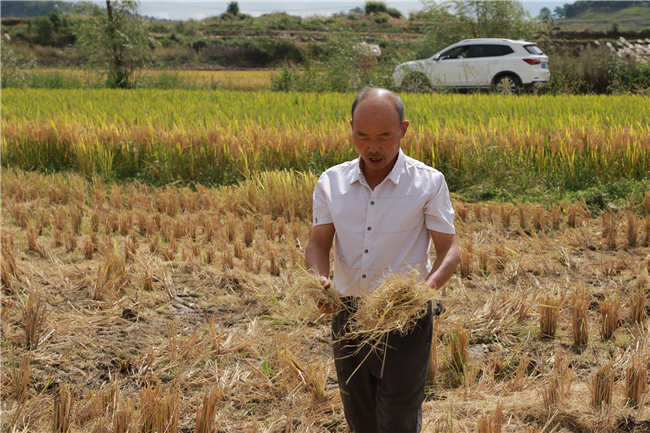 站在田间，吴成明向记者展示现代化机械捣碎的稻草。.jpg