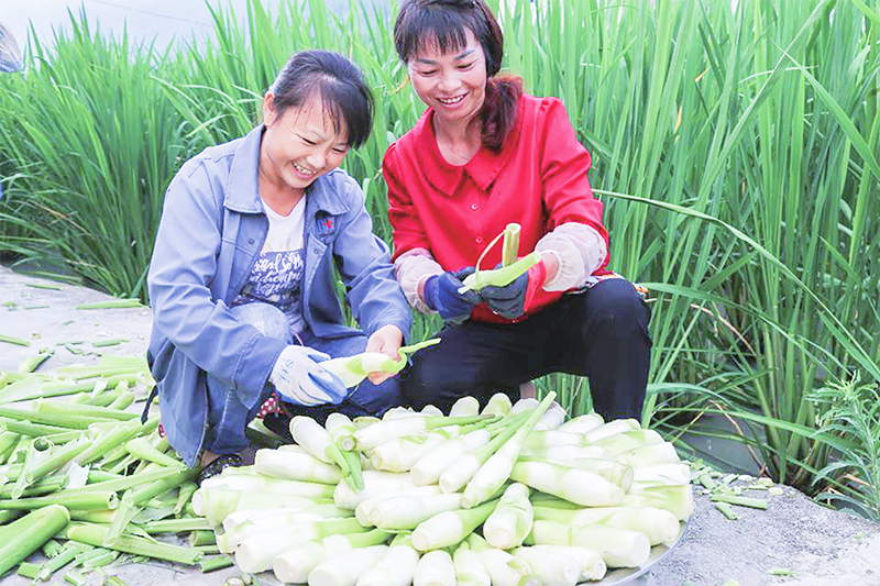 村民正在分拣茭白.png