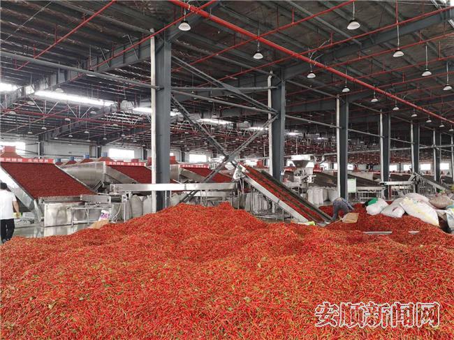 辣椒烘干车间，大型烘干机正在作业.jpg