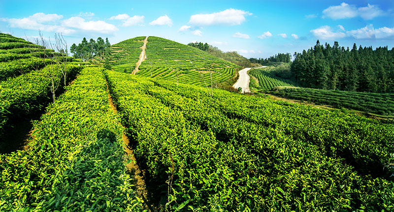 朵贝茶种植基地.jpg