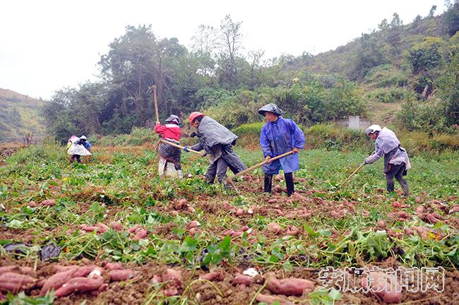 农户忙着收红薯.jpg