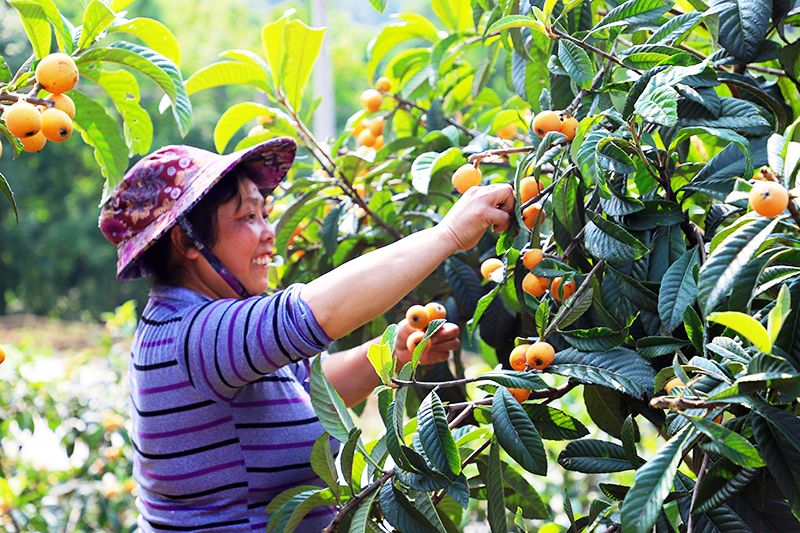 断桥镇果农每年五月开始采收当地大五星枇杷.jpg
