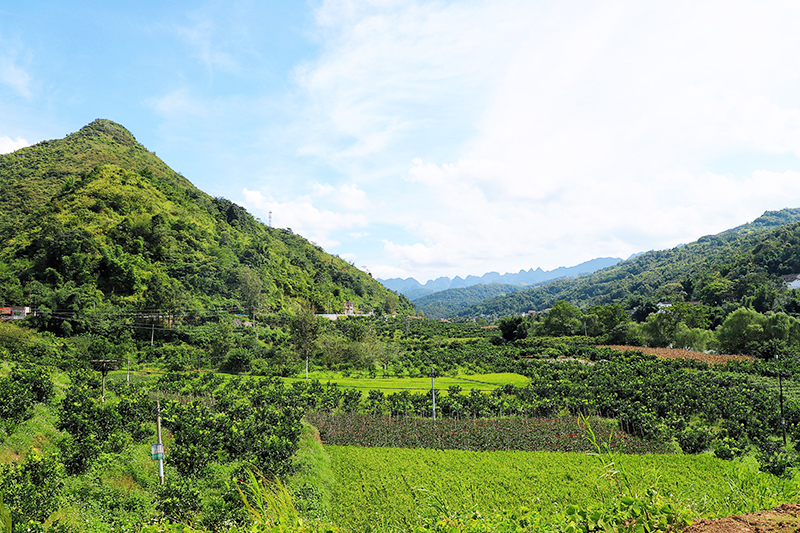 木城村矮晚柚种植基地.jpg